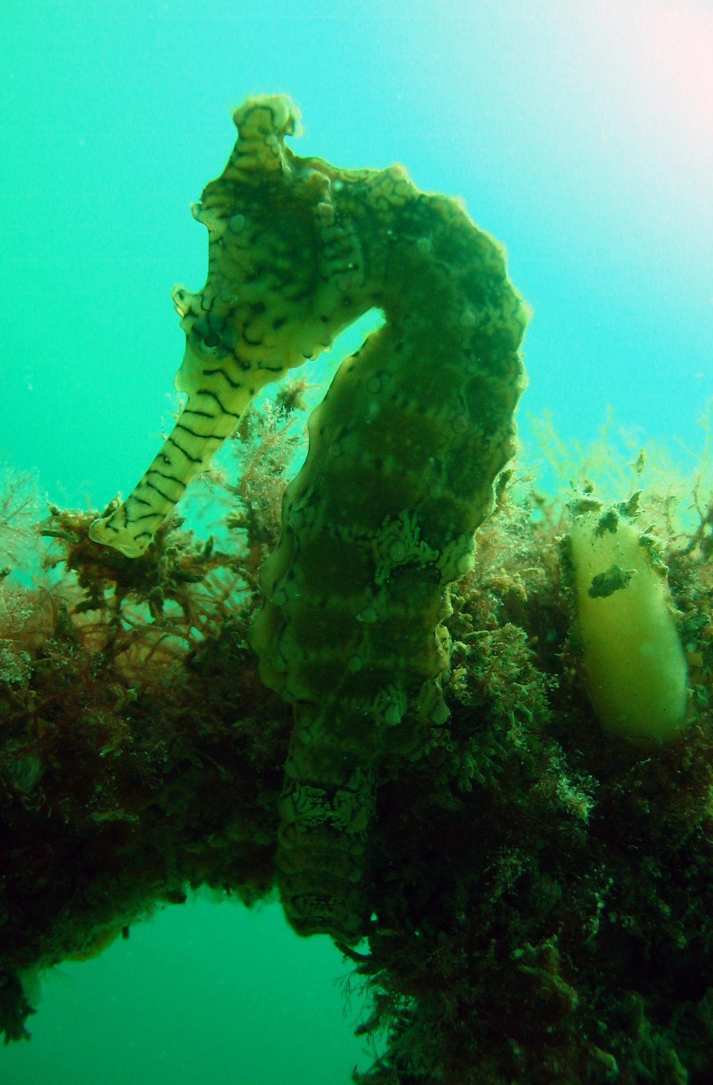 Seahorse