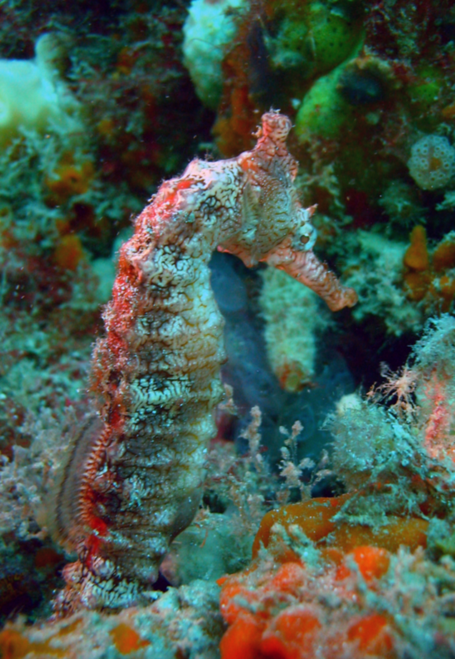 seahorse