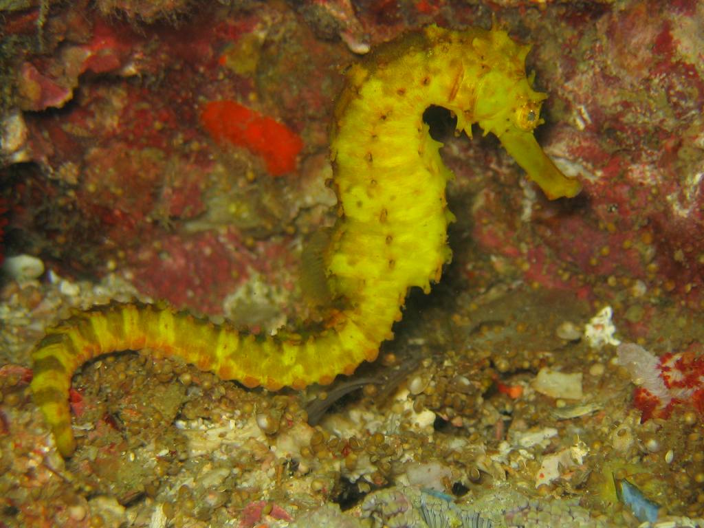 seahorse