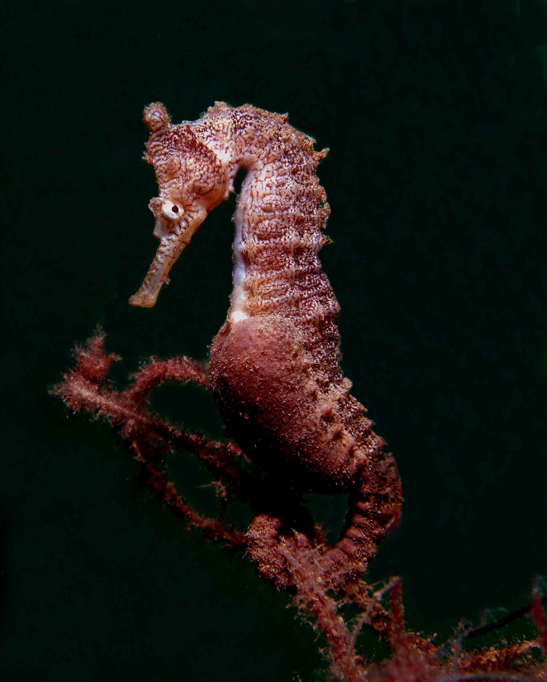 Seahorse