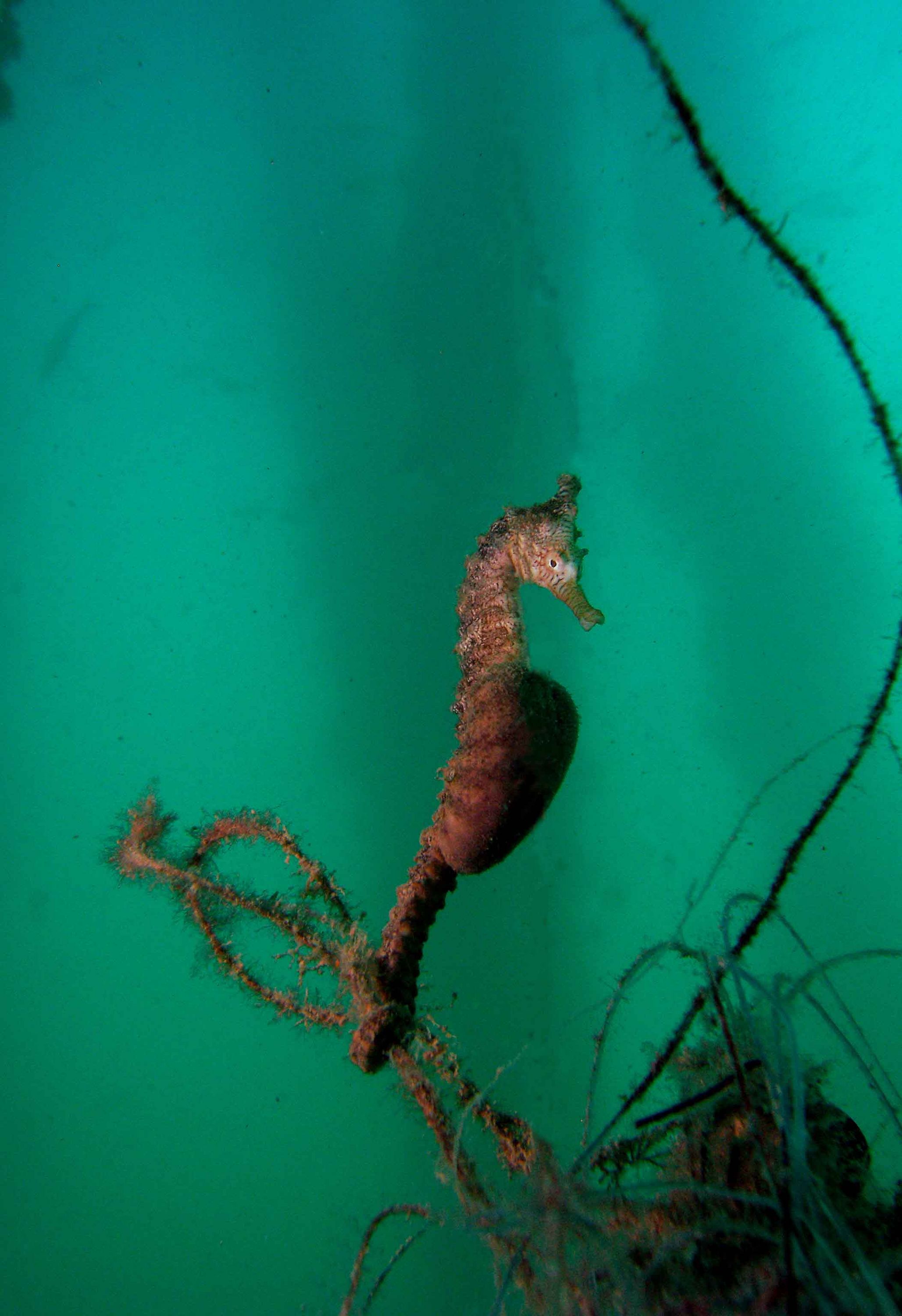 seahorse