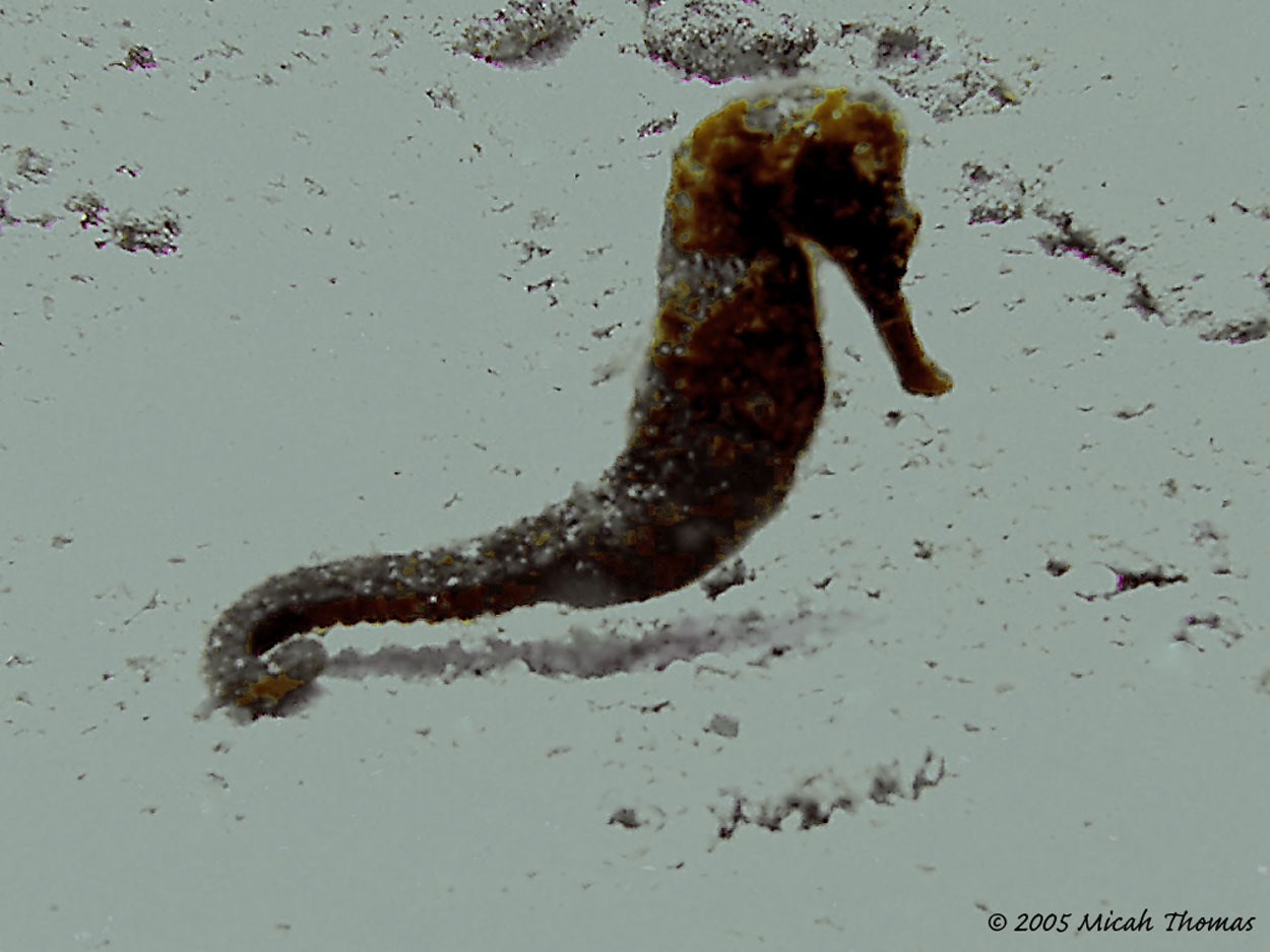 Seahorse