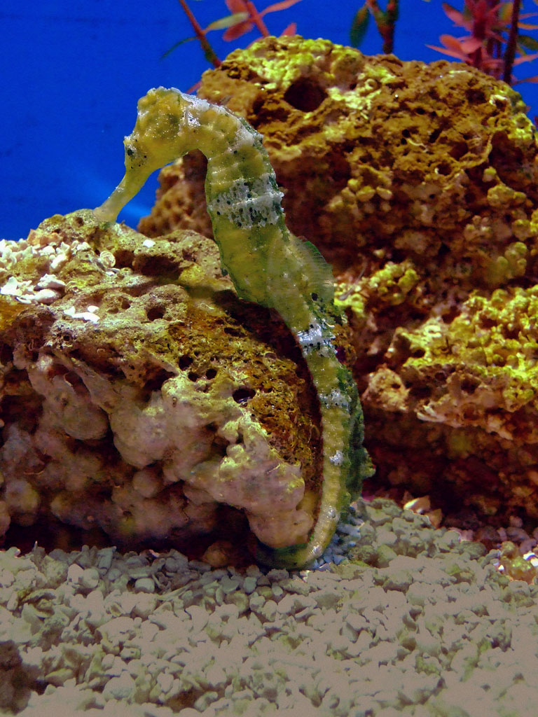 Seahorse