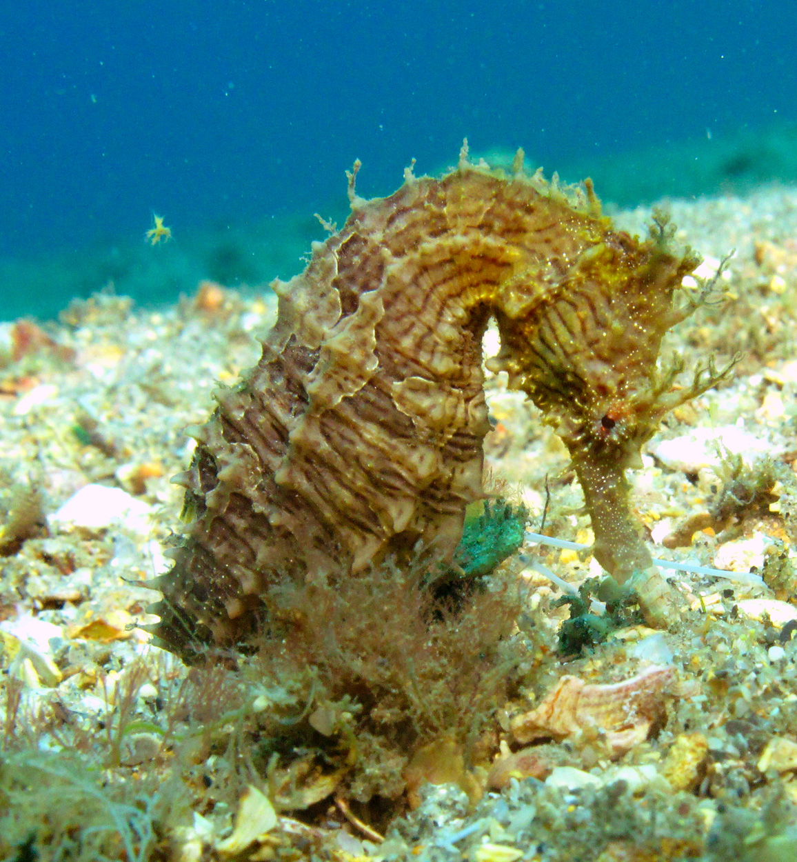 seahorse119