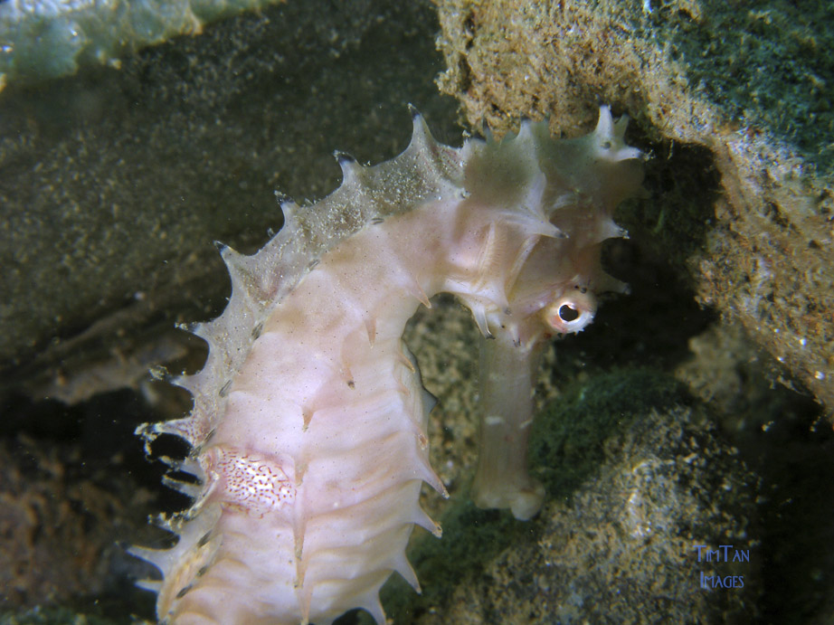 seahorse2