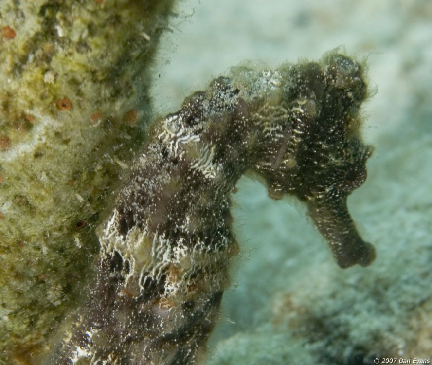 seahorse2