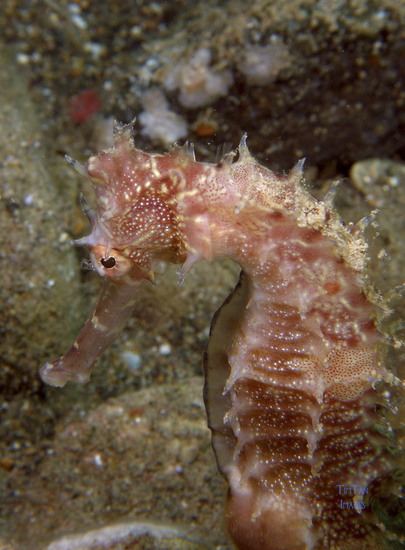 seahorse4