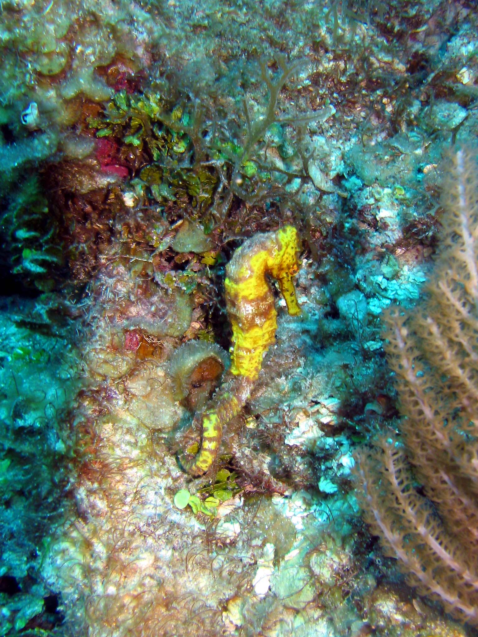 seahorse8