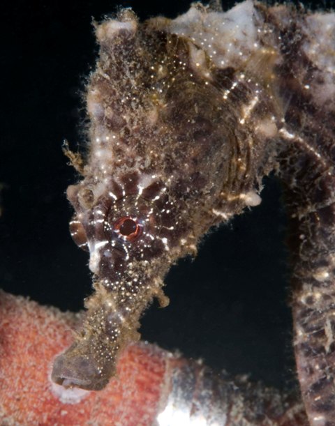 seahorse_21