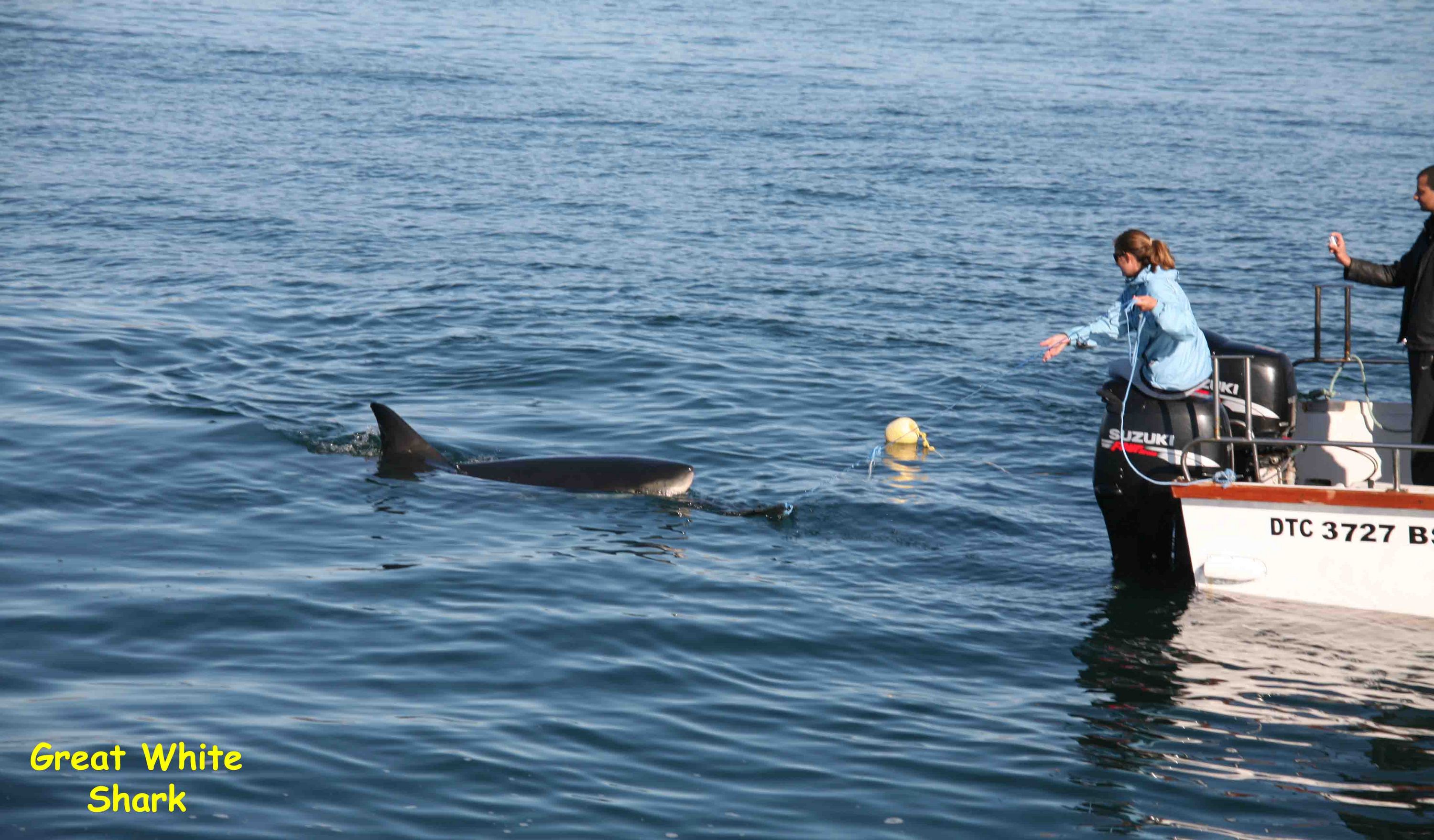 Seal Island, False Bay, South Africa