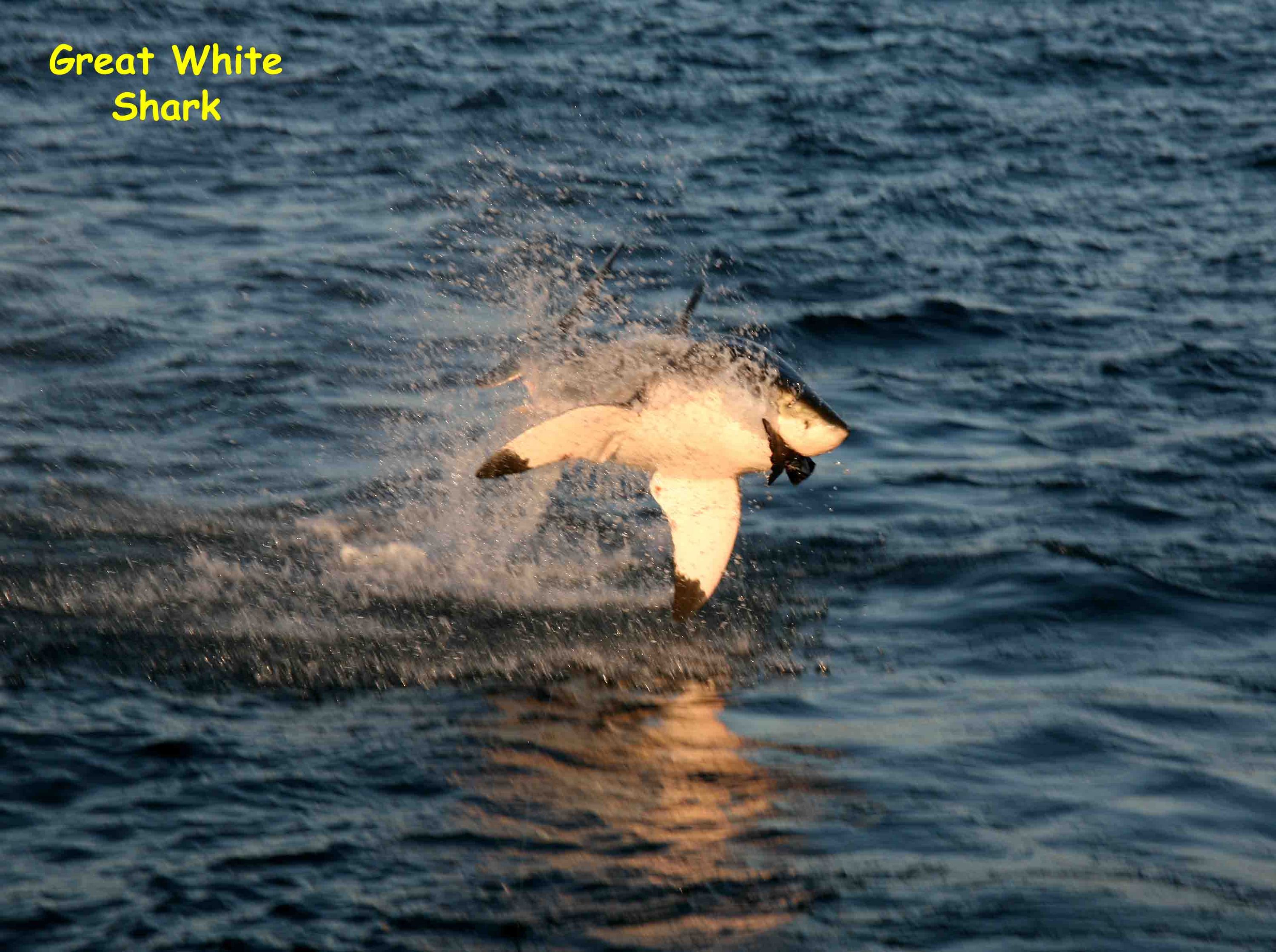 Seal Island, False Bay, South Africa