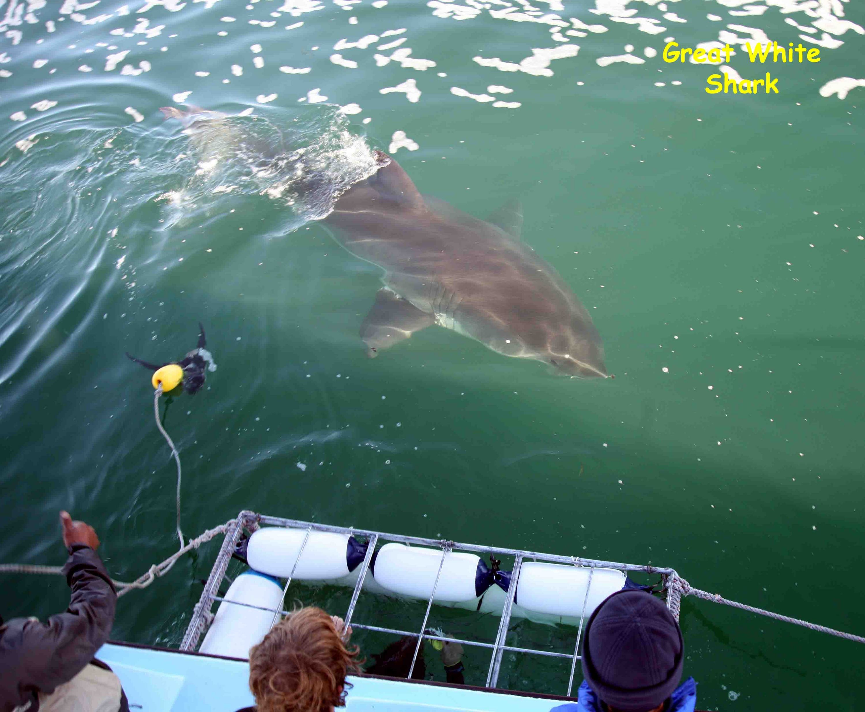 Seal Island, False Bay, South Africa