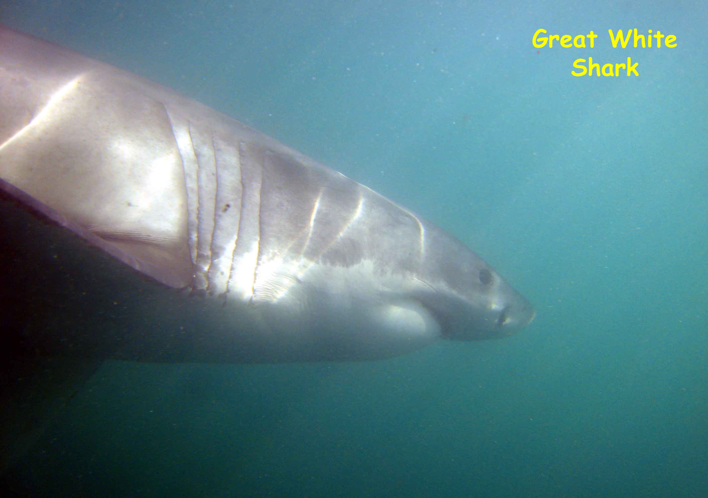 Seal Island, False Bay, South Africa