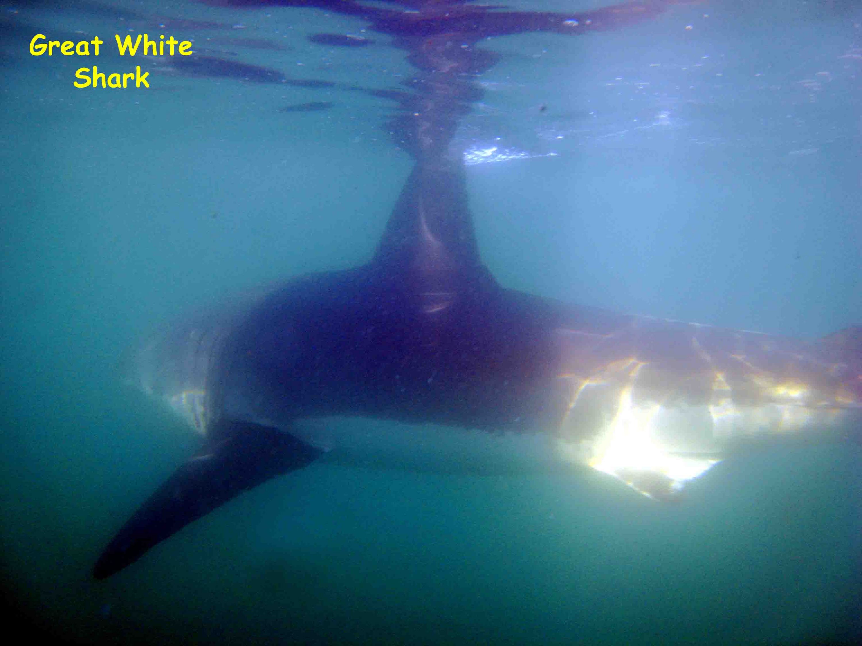 Seal Island, False Bay, South Africa