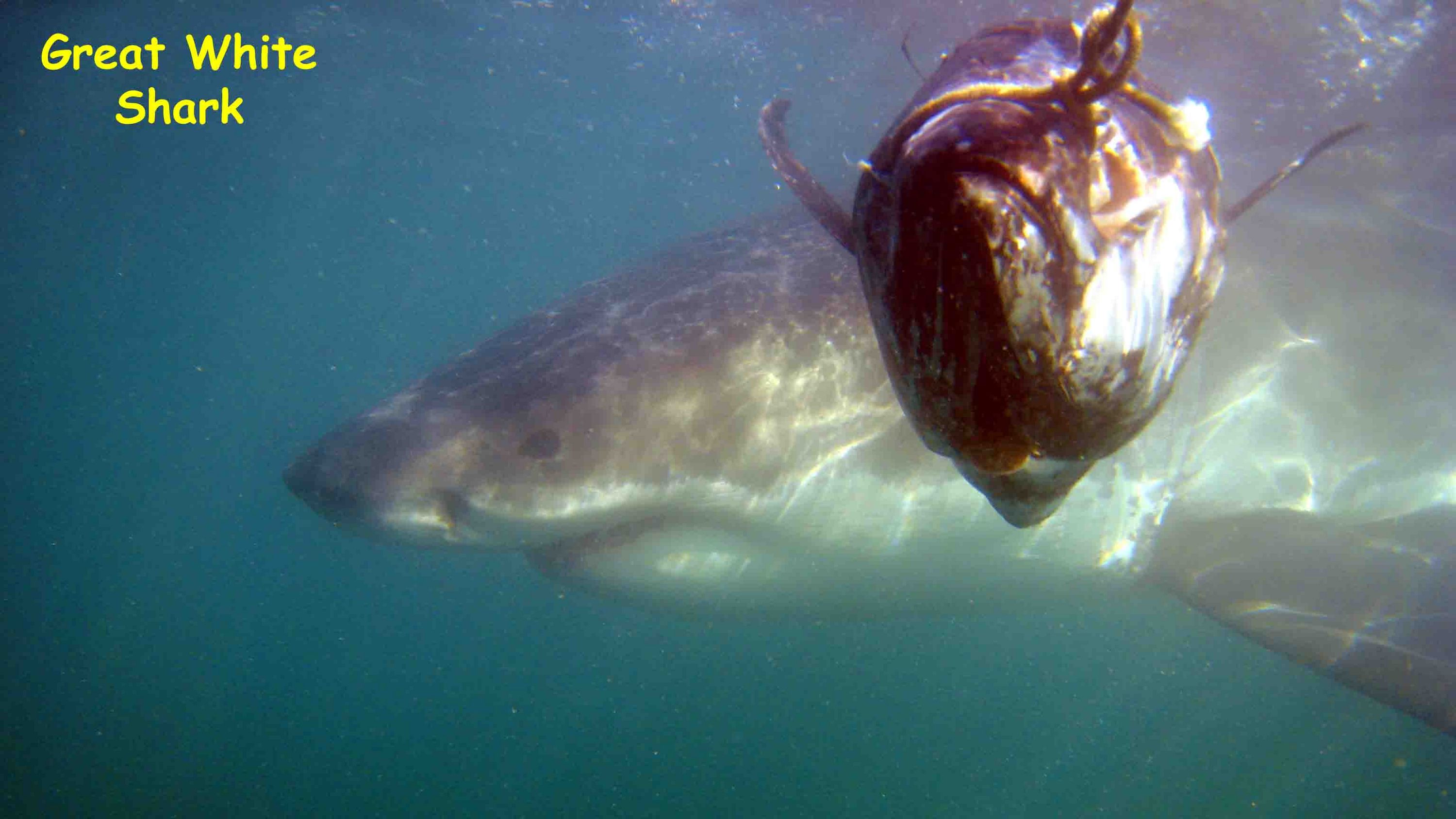 Seal Island, False Bay, South Africa