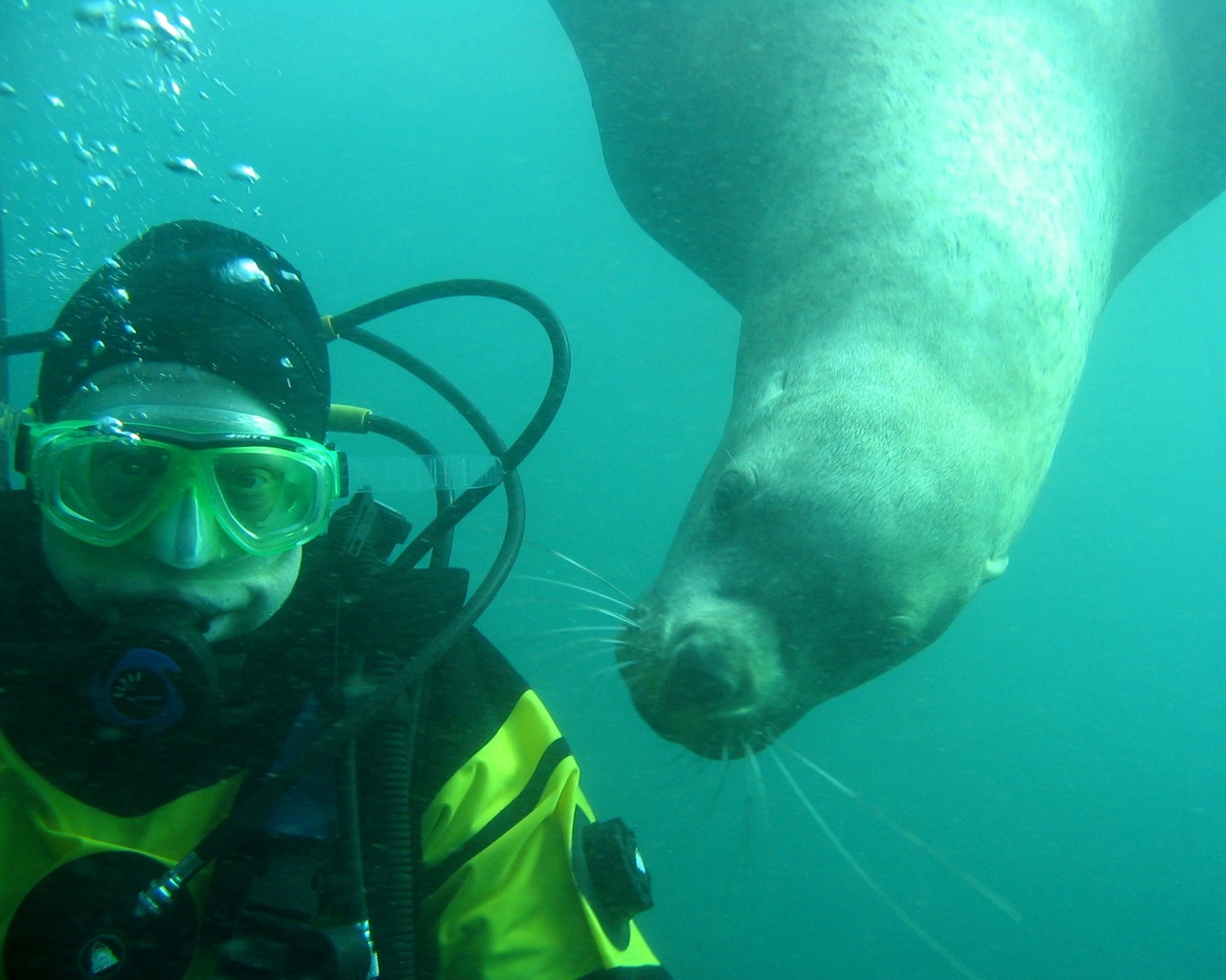 Seal Lion, San Juan Islands