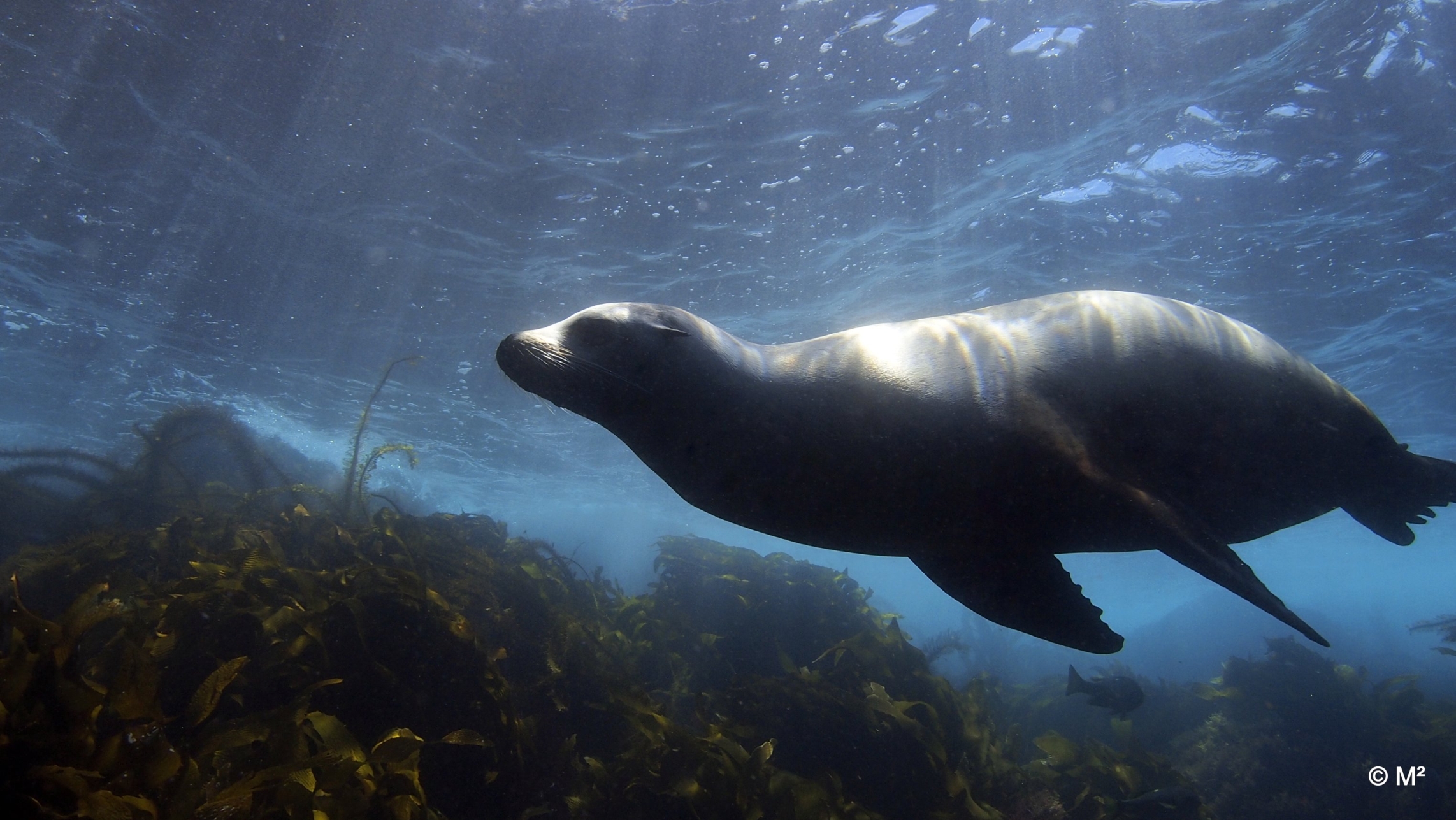 Seal Lion