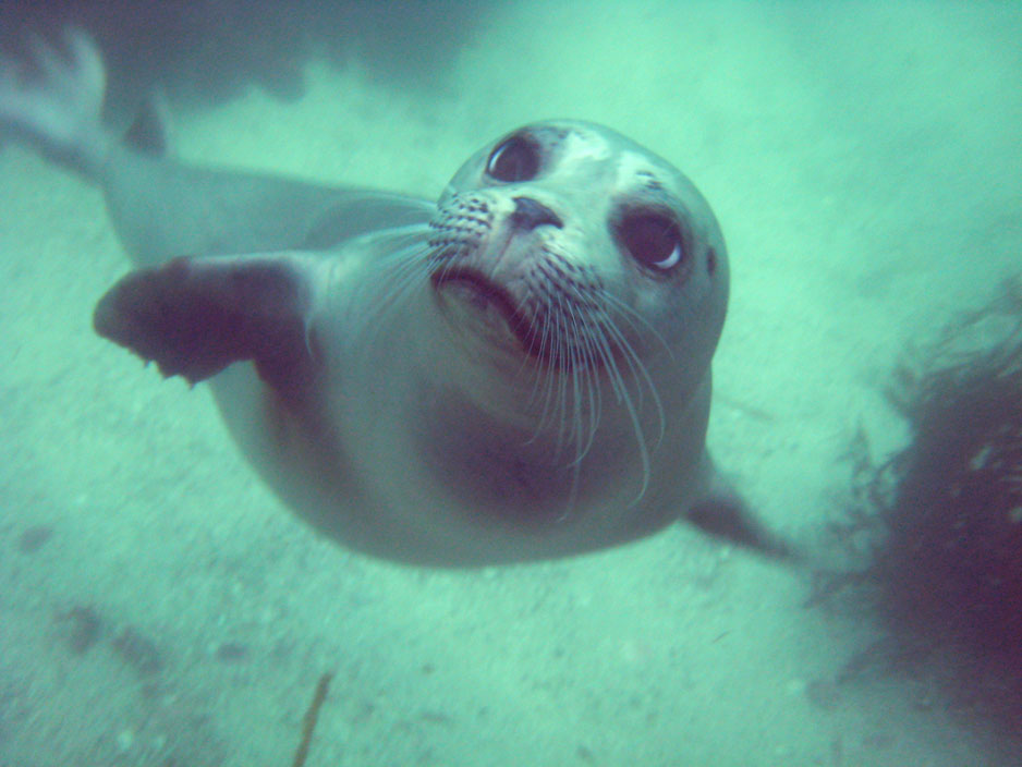 Seal playing with me at Hopkins Reserve