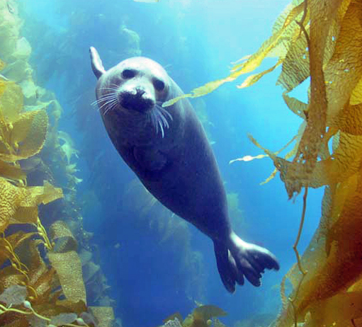 seal_kelp-edit.jpg