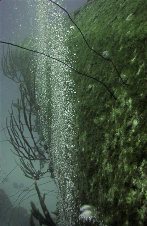 Sealife and bubbles on the wreck