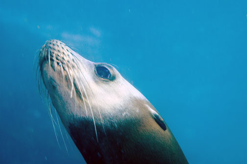 sealion_face