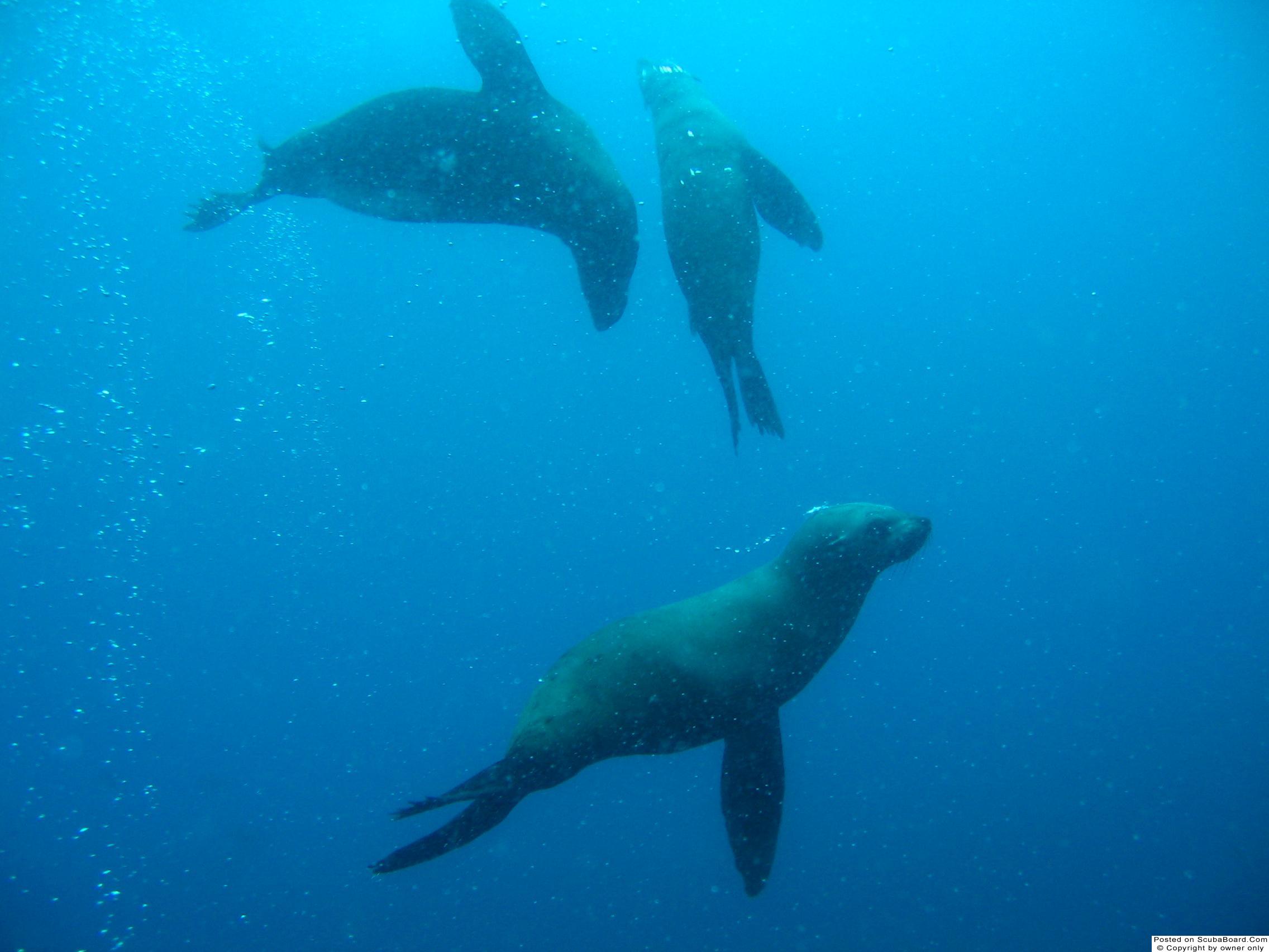 seals