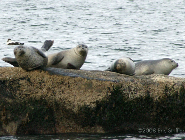 Seals