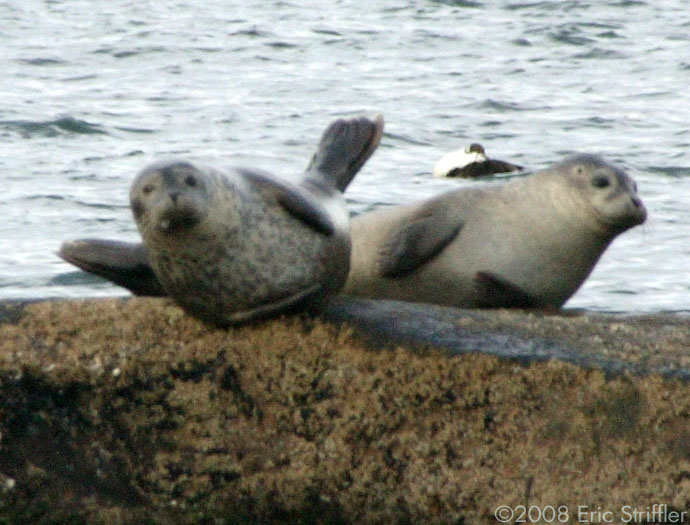 Seals