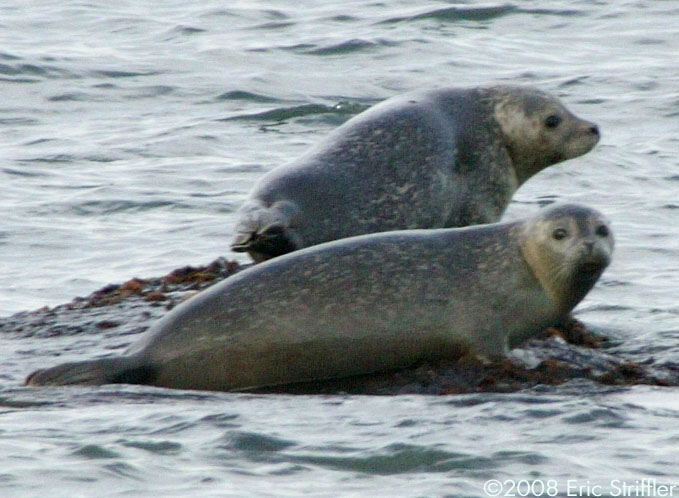 Seals