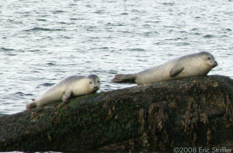 Seals