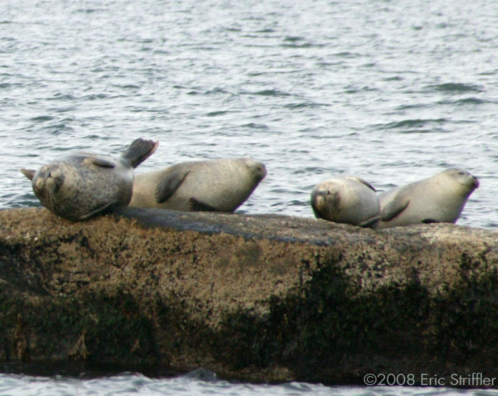 Seals