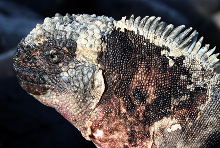 seaq iguana galapagos