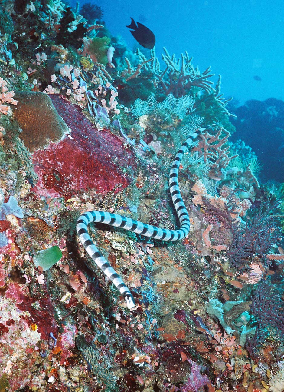 Seasnake, Alor