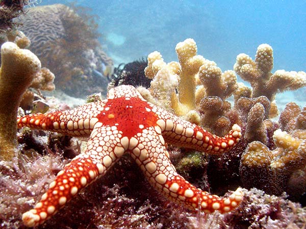 seastar2