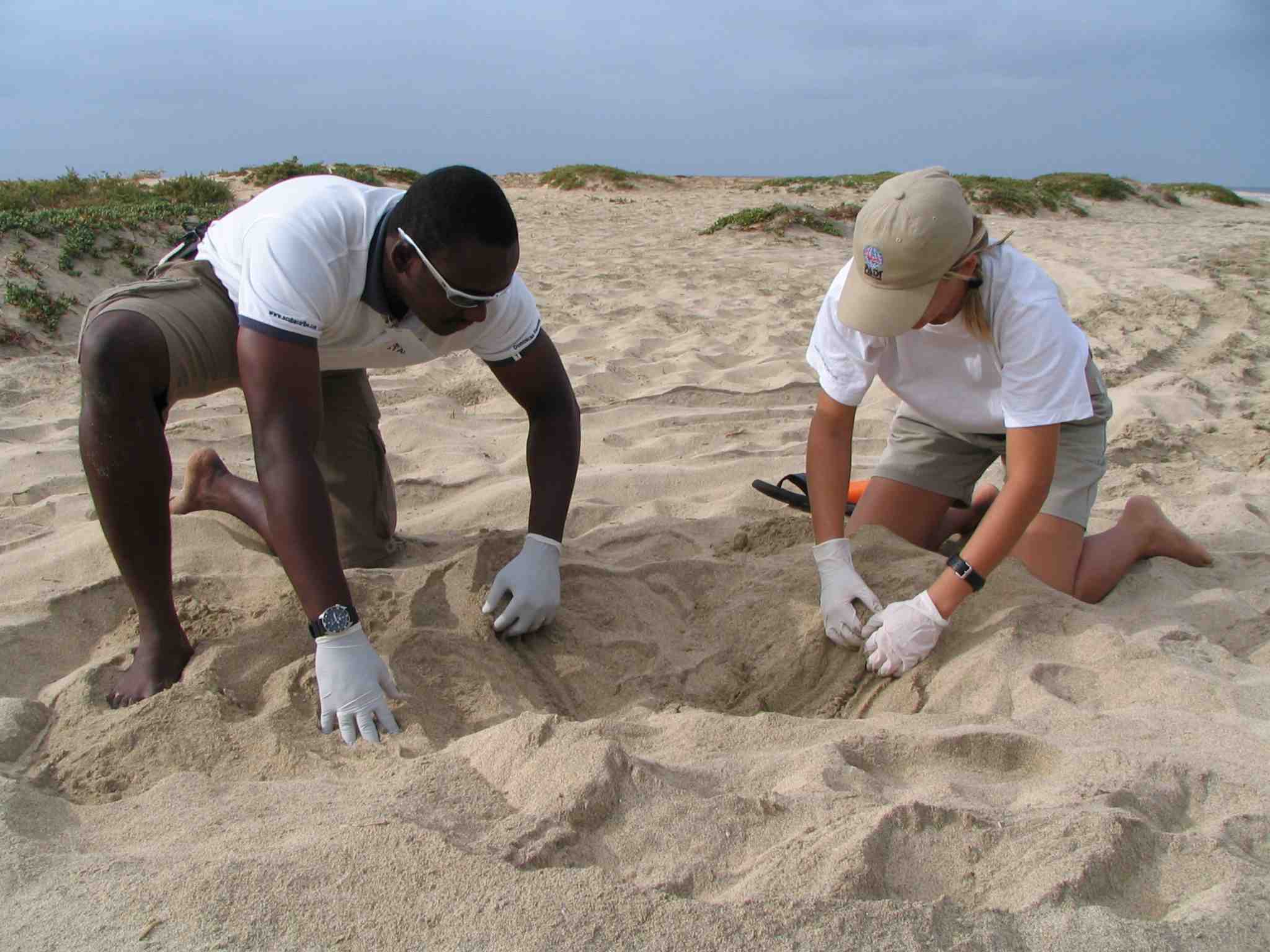 SeaTurtle protection needed at Cabo Verde