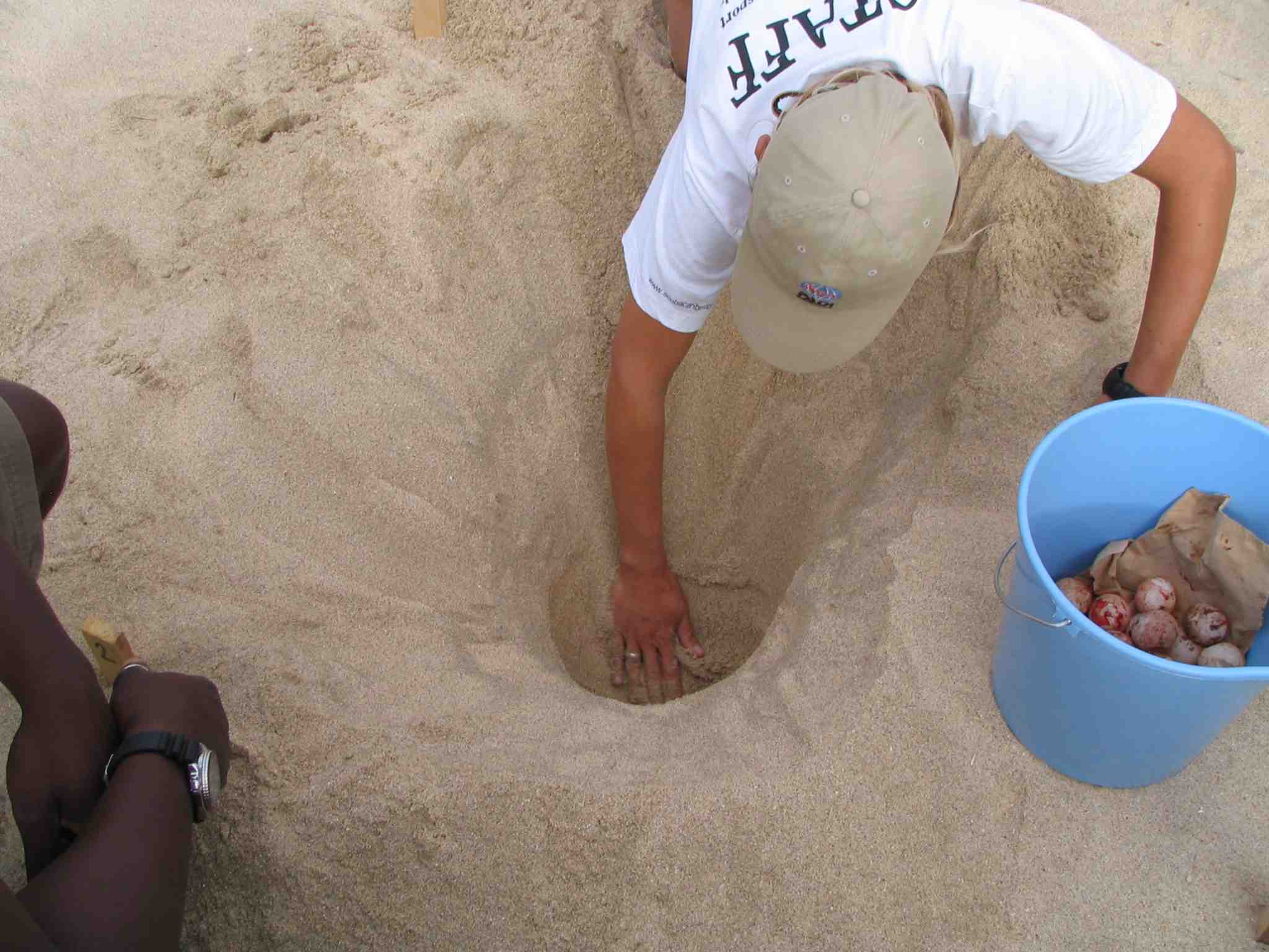 SeaTurtle protection needed at Cabo Verde