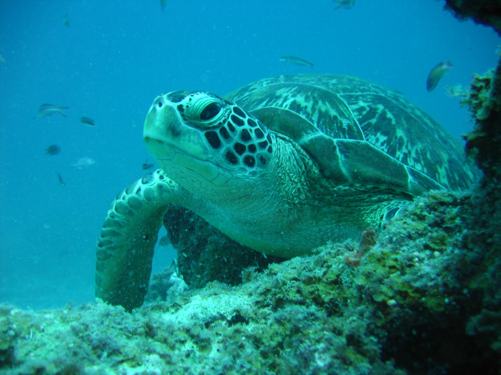 Seaturtle