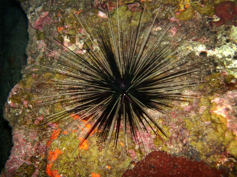 SeaUrchin