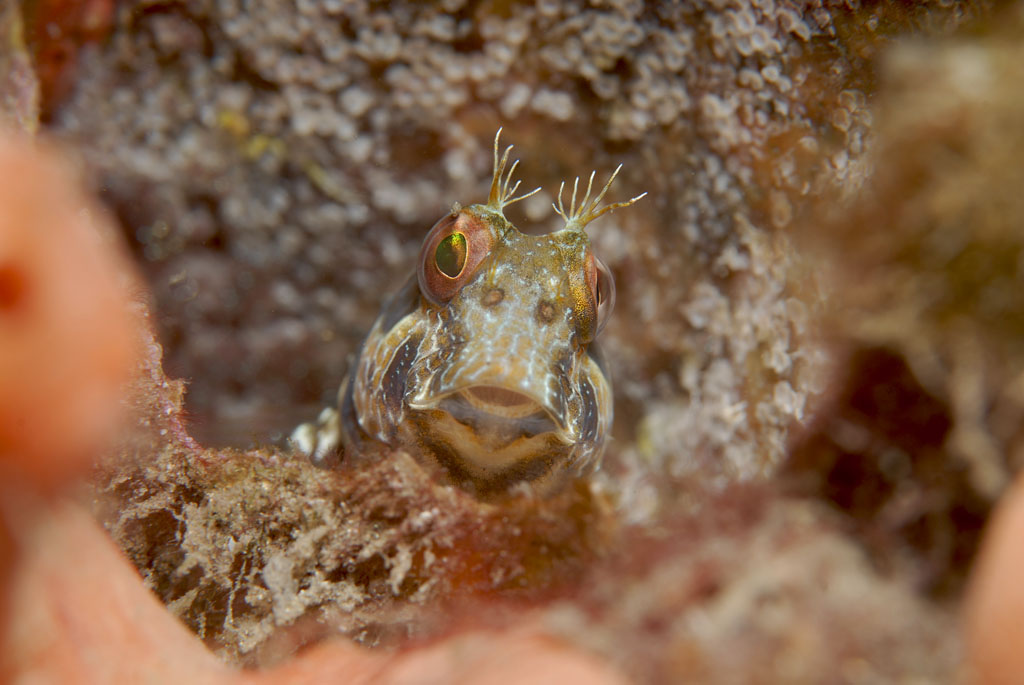 Seaweed Blenny with abandoned egg casings behind