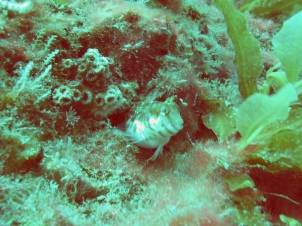 Seaweed blenny?