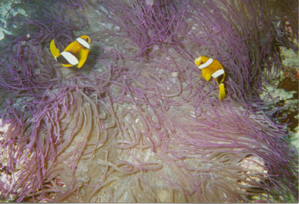 Sebae Clownfish in Anemone Solomon Islands