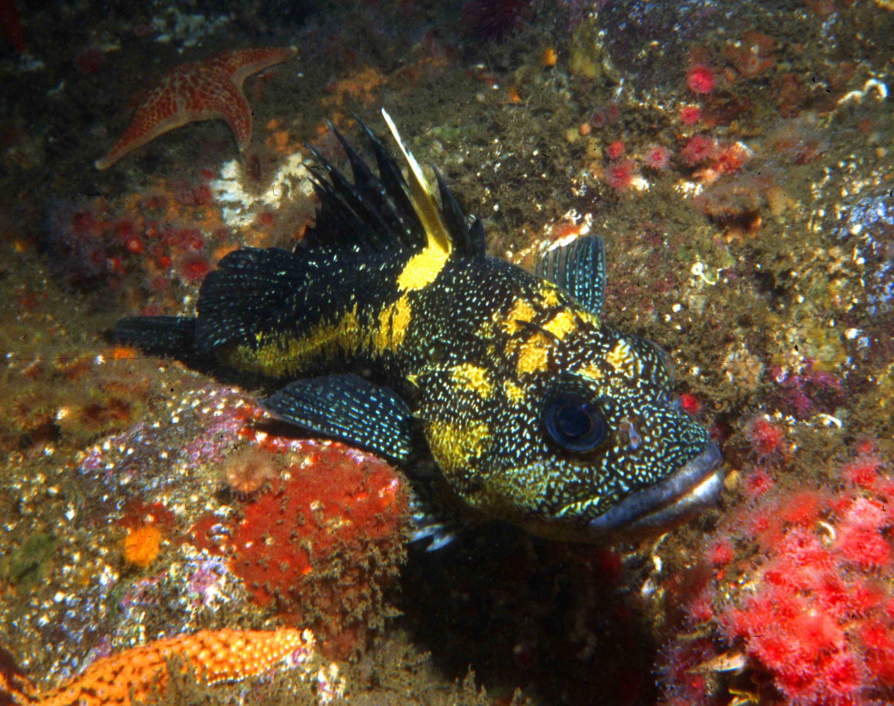 Sebastes Nebulosus - Sonoma