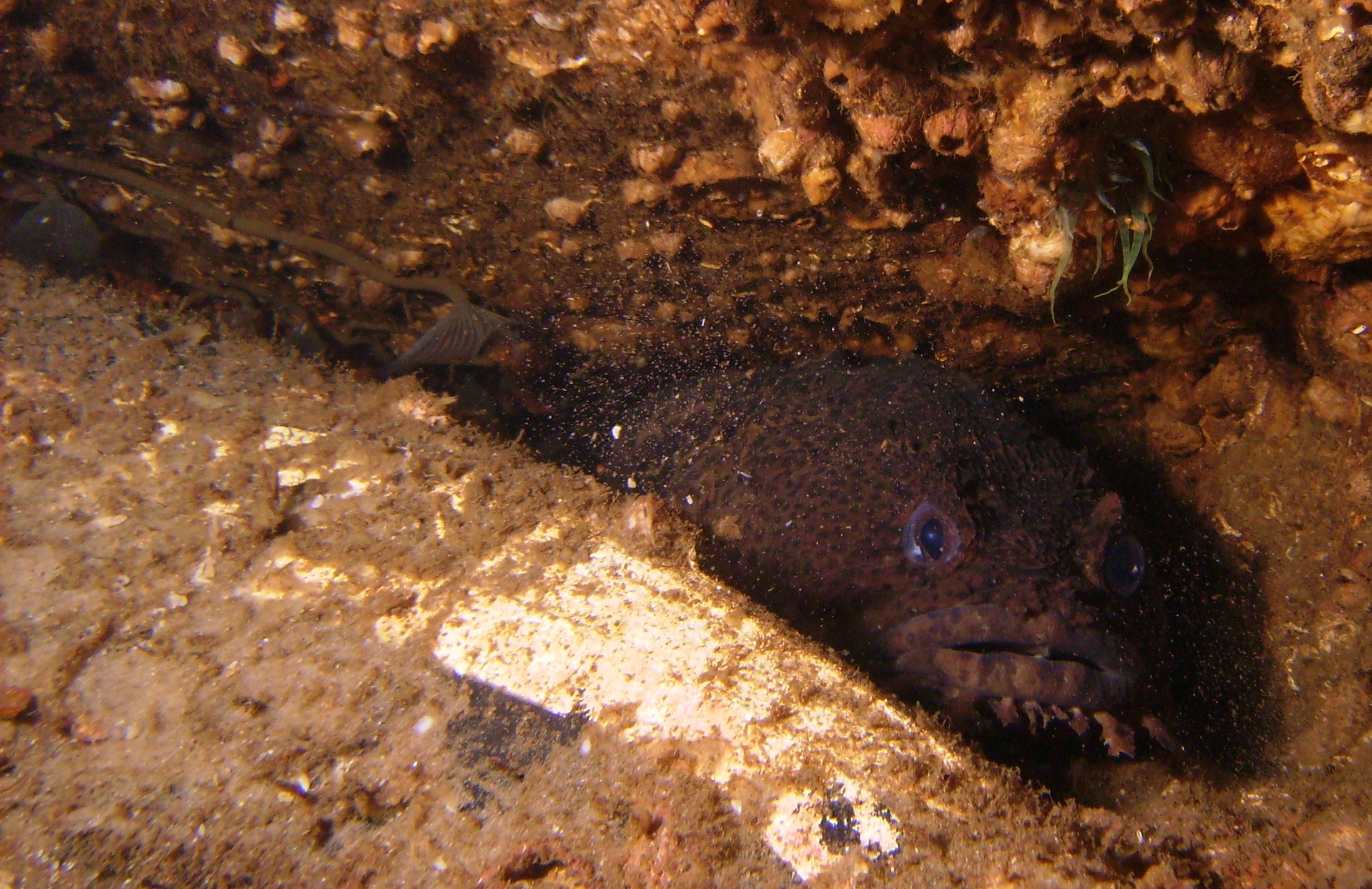 Second of two toadfish at the coal barges