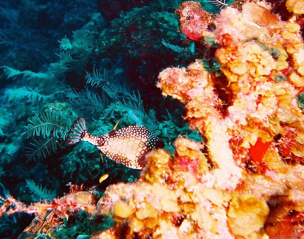 Second Trunk Fish