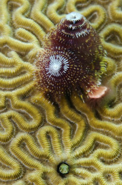 Secretary Blenny and Christmas Tree Worms