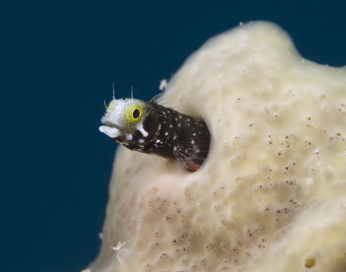 Secretary Blenny in White Sponge