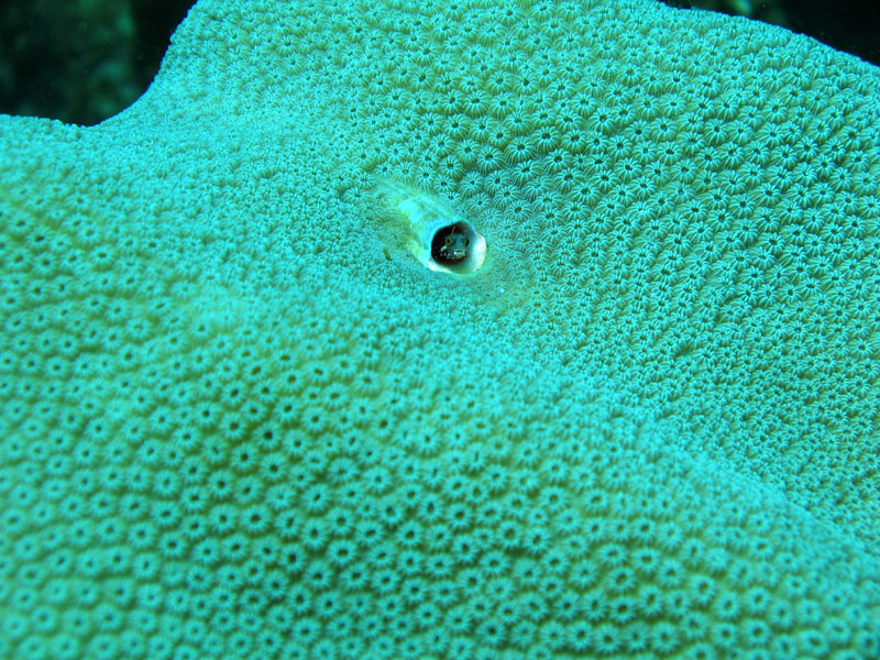 Secretary Blenny