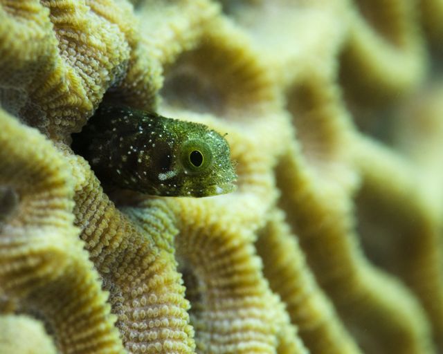 Secretary Blenny