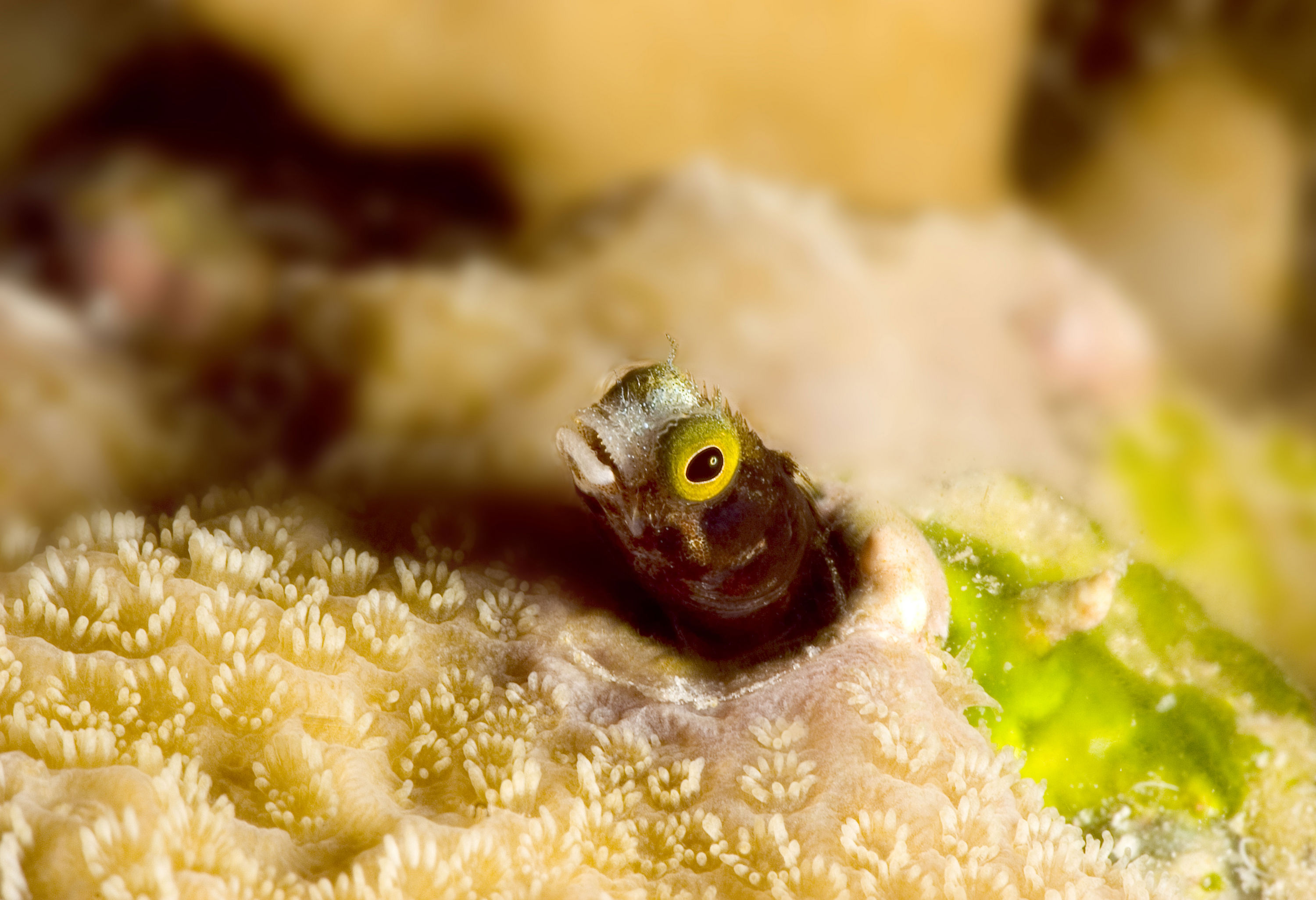 Secretary Blenny