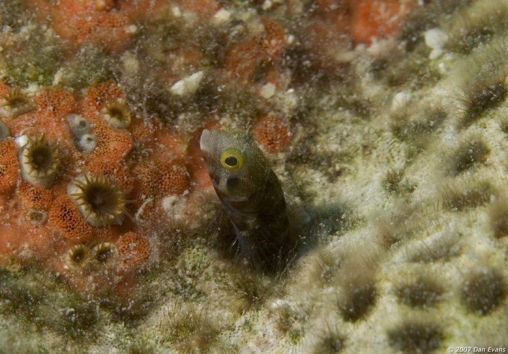 secretary_blenny